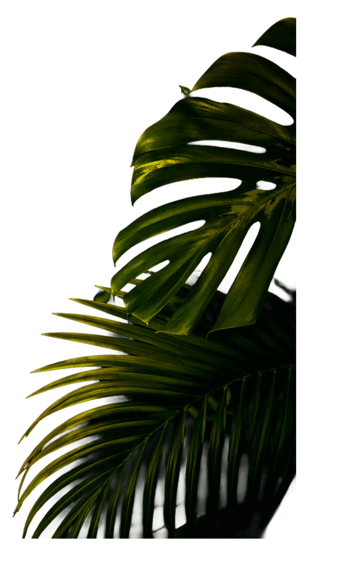 Tropical leaf