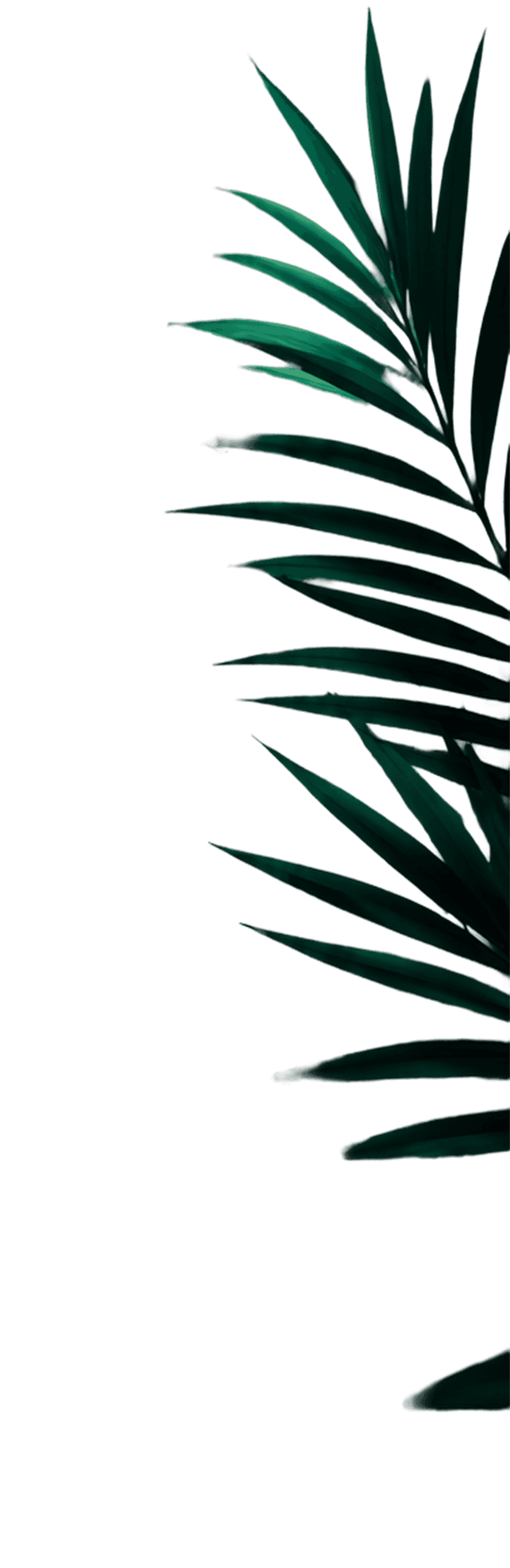Tropical frond