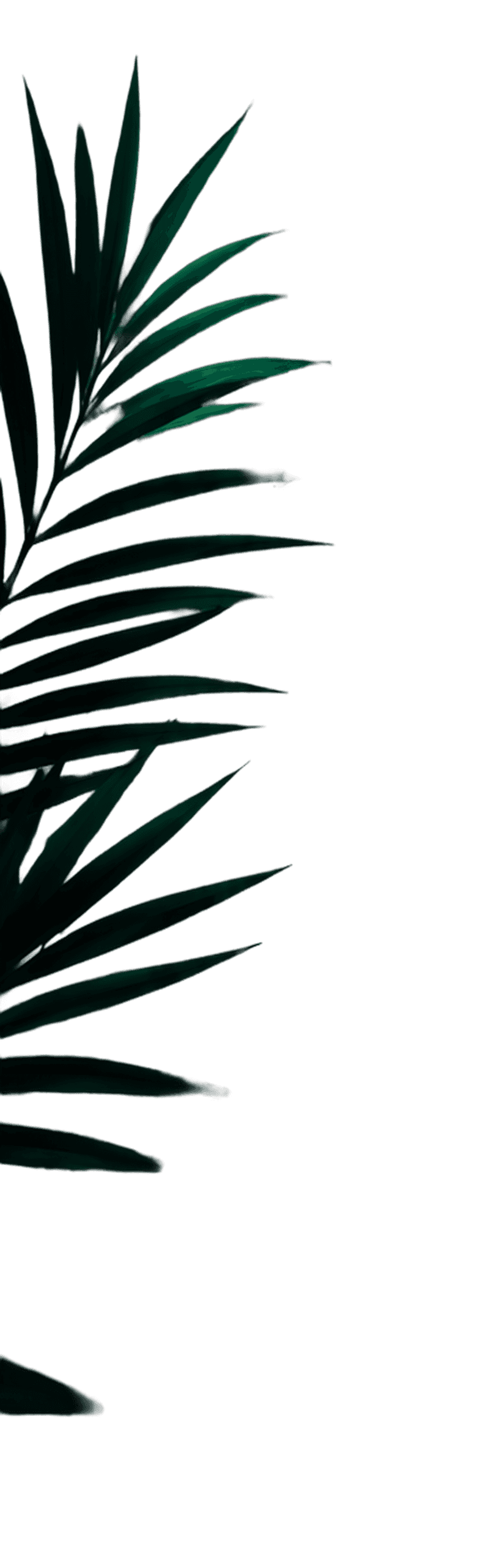Tropical frond