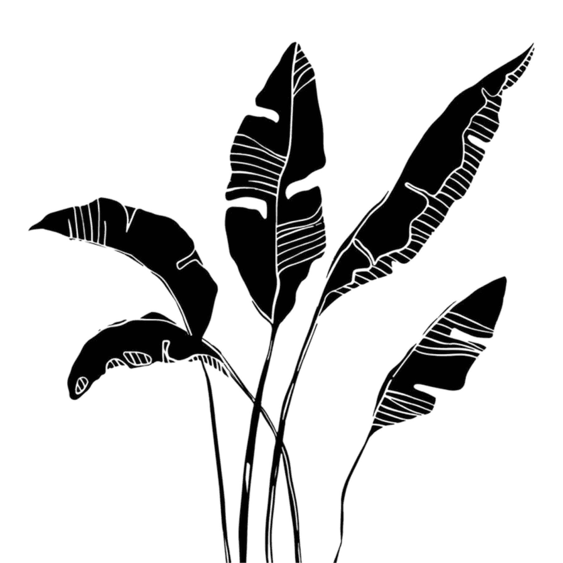 Palm leaf silhouette