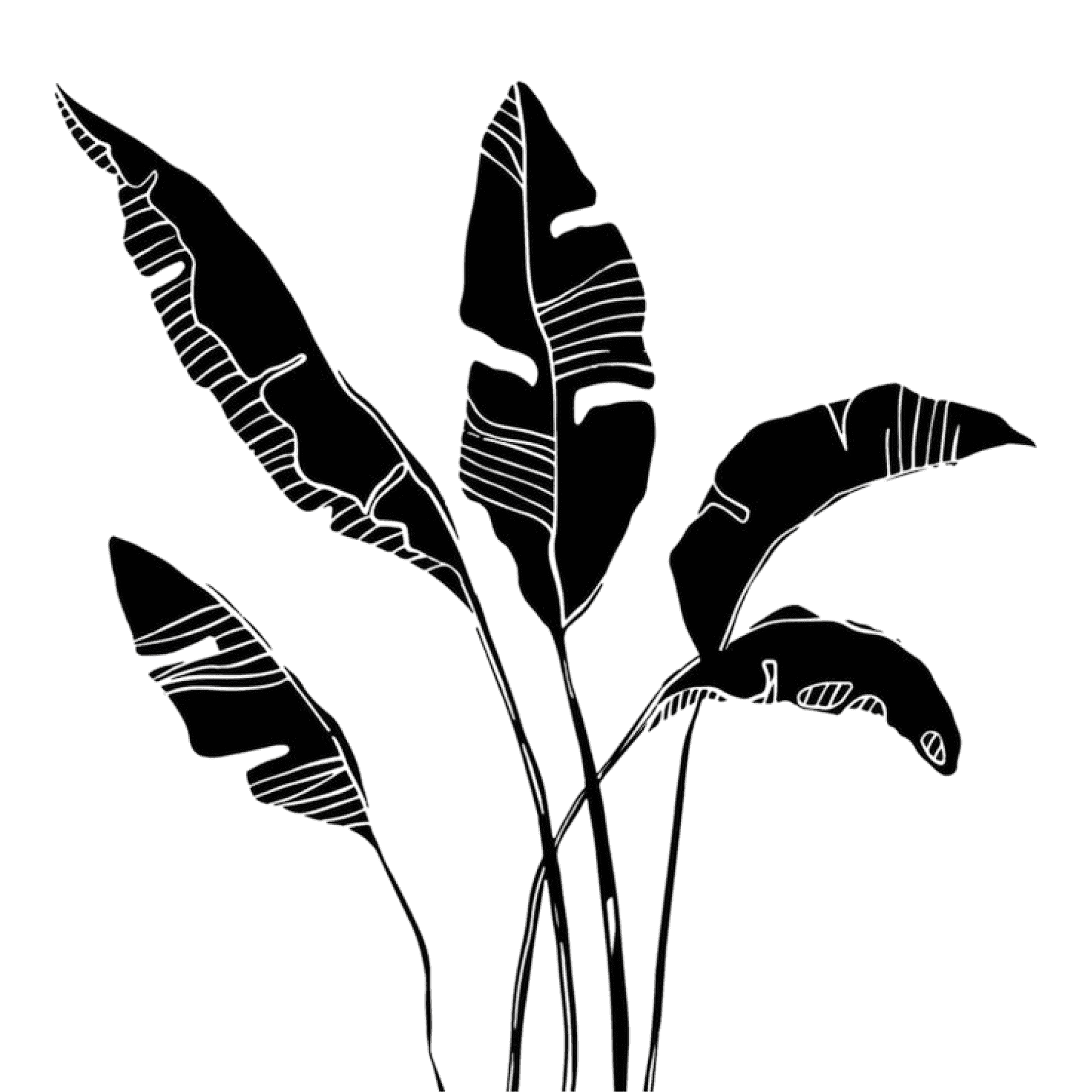 Palm leaf silhouette
